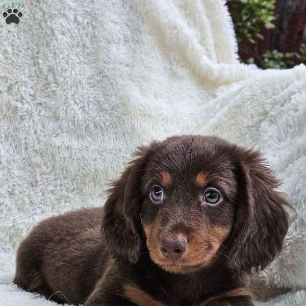 Bobby, Dachshund Puppy